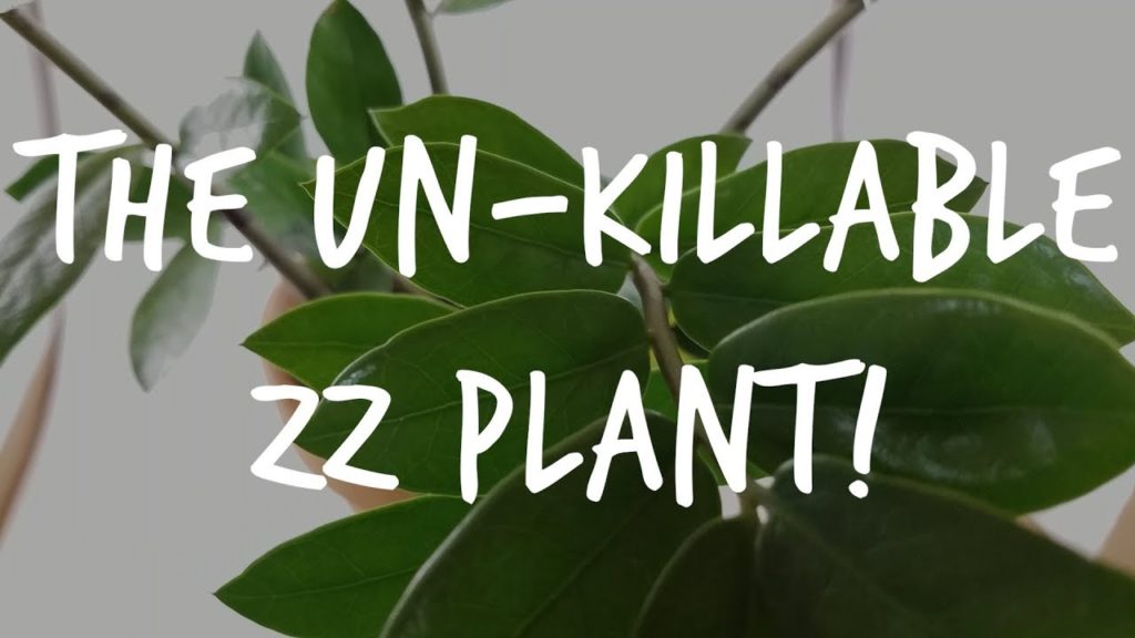 Epic Gardening: The "Unkillable" ZZ Plant: Complete Zamioculcas Care Guide The "Unkillable" ZZ Plant: Complete Zamioculcas Care Guide