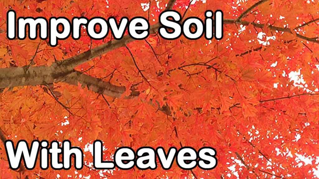 One Yard Revolution: Improve Soil Fertility with Leaves: Leaf Mold, Leaf Mulch, Leaf Compost Improve Soil Fertility with Leaves: Leaf Mold, Leaf Mulch, Leaf Compost