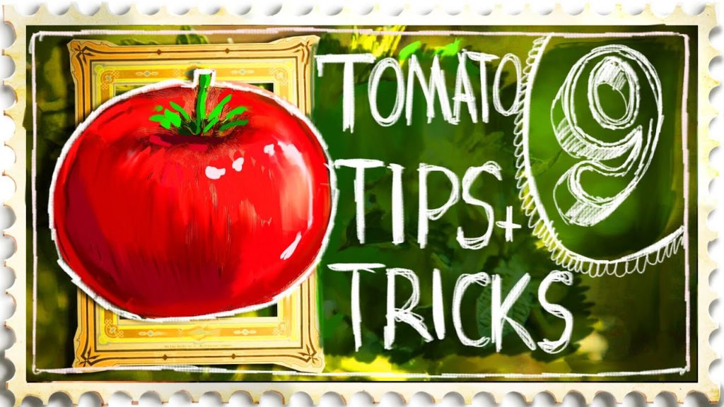 Growing Tomatoes Tips and Tricks - Suburban Homestead EP9