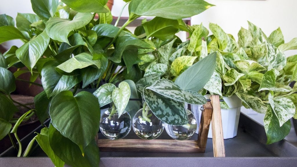 Epic Gardening: Pothos Care 101: Is This the Easiest Houseplant to Care For? Pothos Care 101: Is This the Easiest Houseplant to Care For?