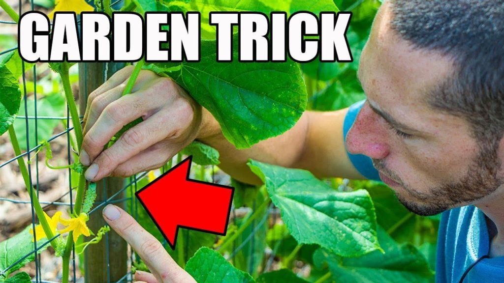 James Prigioni: This SIMPLE Garden TIP Will Get You MORE CUCUMBERS! This SIMPLE Garden TIP Will Get You MORE CUCUMBERS!