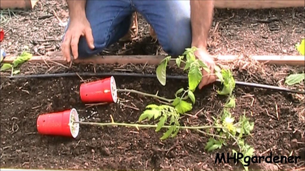mhpgardener: Planting Tomatoes – A Quick Tip Planting Tomatoes - A Quick Tip