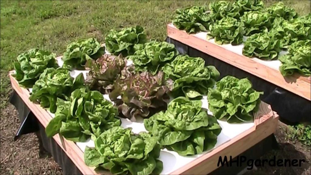 mhpgardener: Growing Hydroponic Lettuce Outside with No Electricity Growing Hydroponic Lettuce Outside with No Electricity
