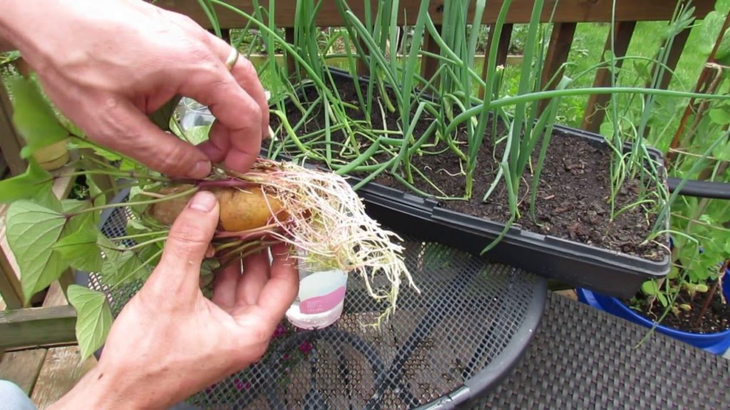 Full Details on Growing Your Own Sweet Potato Slips Indoors: Aphids Too! - TRG2016