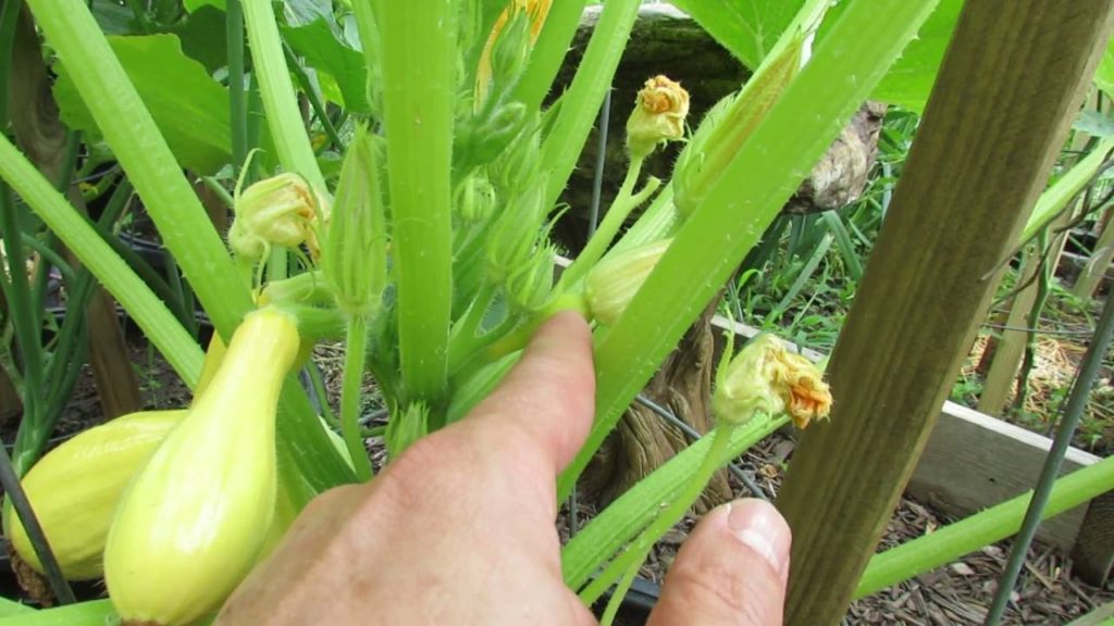 Squash & Zucchini: When to Pick, Brown Tipped Fruit (Don't Worry), Male & Female Flowers - MFG 2016