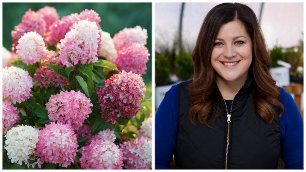 Garden Answer: 16 Hardy Hydrangea Varieties 🌿💜// Garden Answer 16 Hardy Hydrangea Varieties 🌿💜// Garden Answer