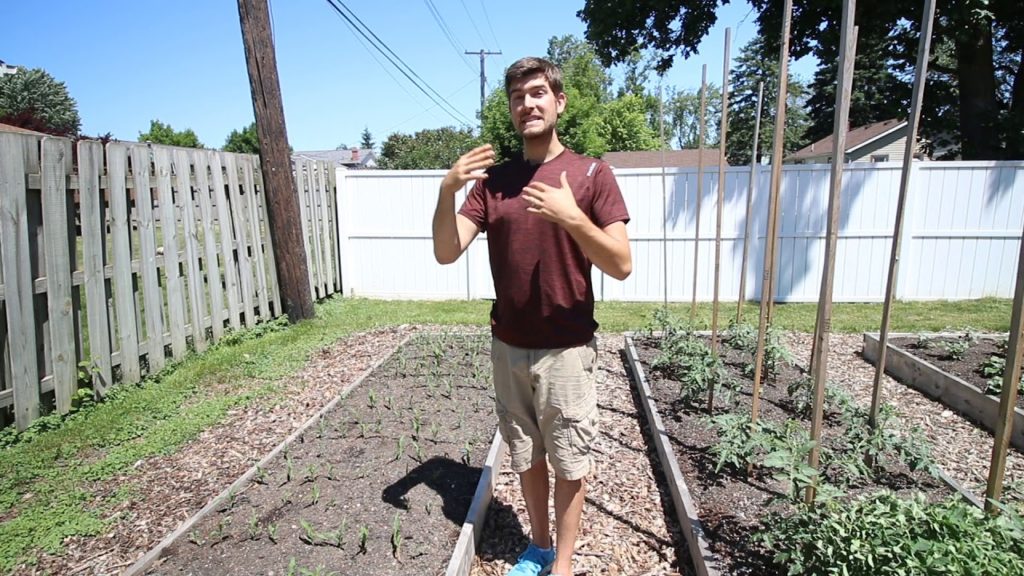 Succession Planting Tips For Guaranteed Success Every Time!