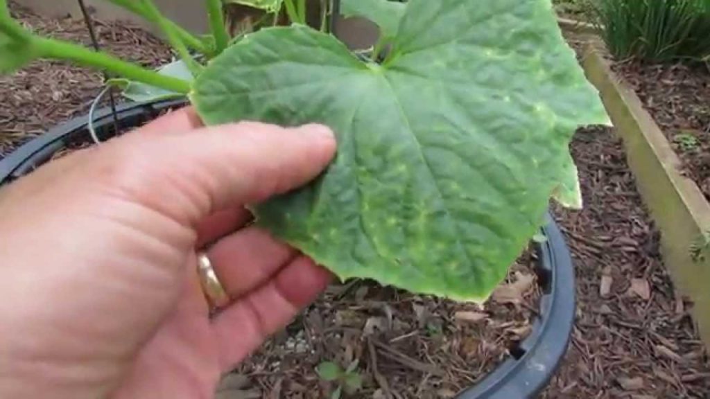 Yellow Marks on Cucumbers Leaves, Insect Damage & Treatment: Neem Oil - TRG 2014