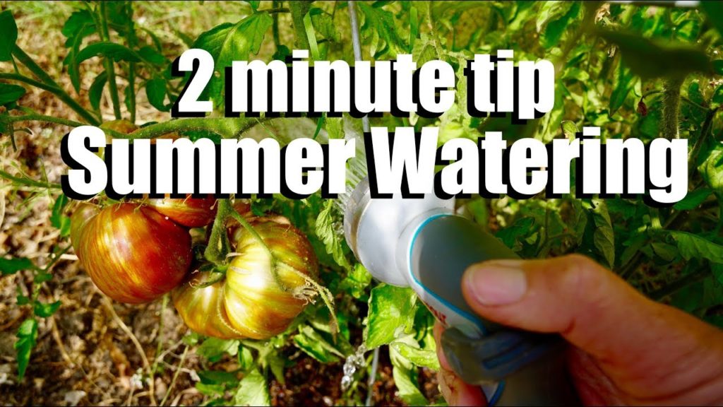 Watering Your Garden in the Summer to Beat the Heat: When, How & How Often // CaliKim 2 Minute Tip