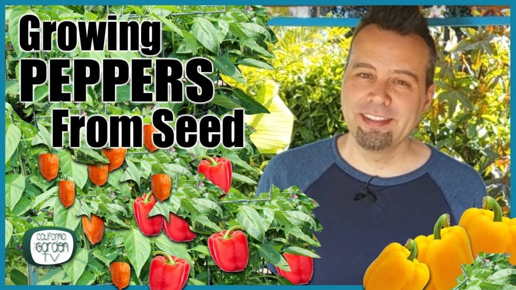 How to Grow Peppers from Seed // Step by Step Instructions