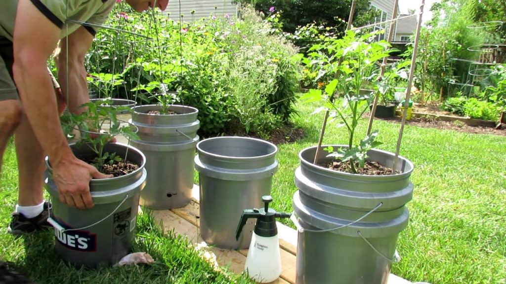 Gary Pilarchik: TRG 2012: Early Update on My Self Watering Tomato Container Garden TRG 2012: Early Update on My Self Watering Tomato Container Garden