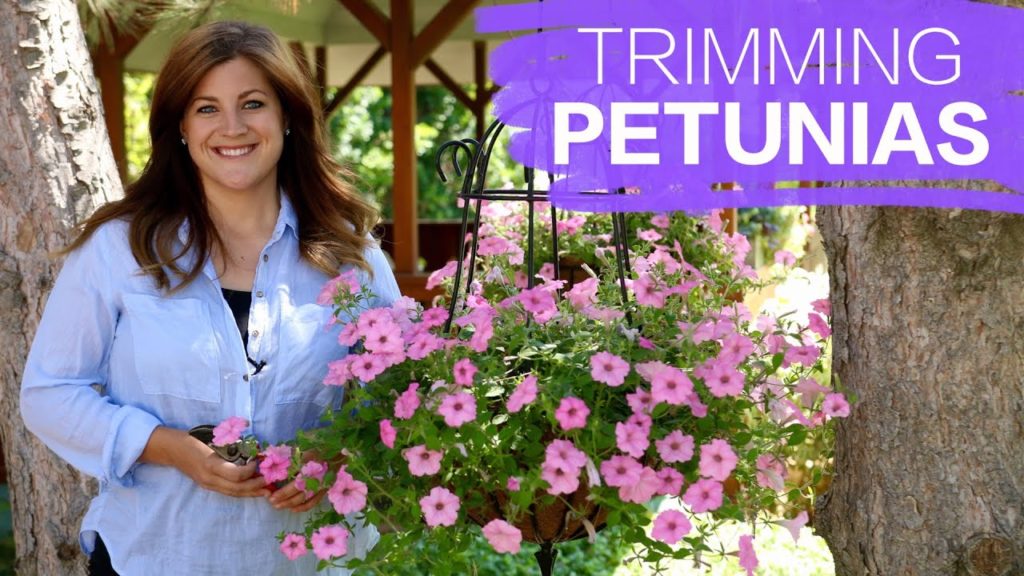 Trimming Petunias // Garden Answer