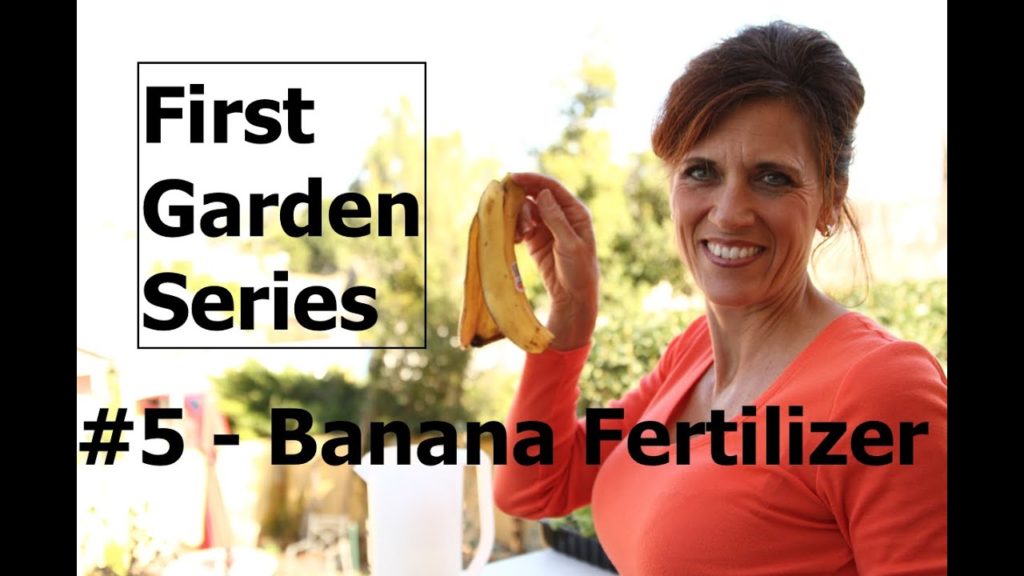 CaliKim: First Garden Series # 5 How to Make Banana Peel Fertilizer First Garden Series # 5 How to Make Banana Peel Fertilizer