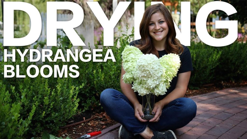 How to Dry Hydrangea Blooms 🌿// Garden Answer