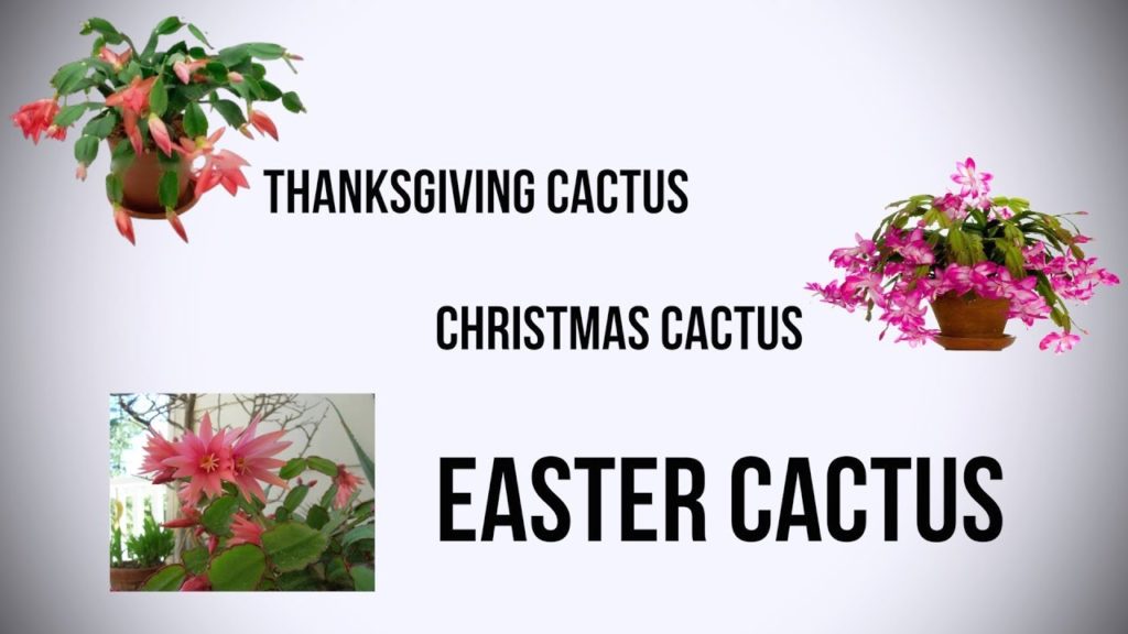 The Difference Between Thanksgiving Cactus, Christmas Cactus & Easter Cactus