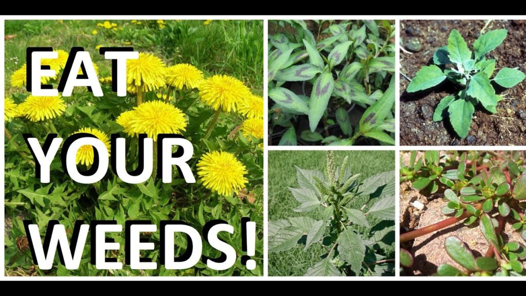 MIgardener: 5 Weeds in Every Garden That are Actually Edible & Delicious! 5 Weeds in Every Garden That are Actually Edible & Delicious!