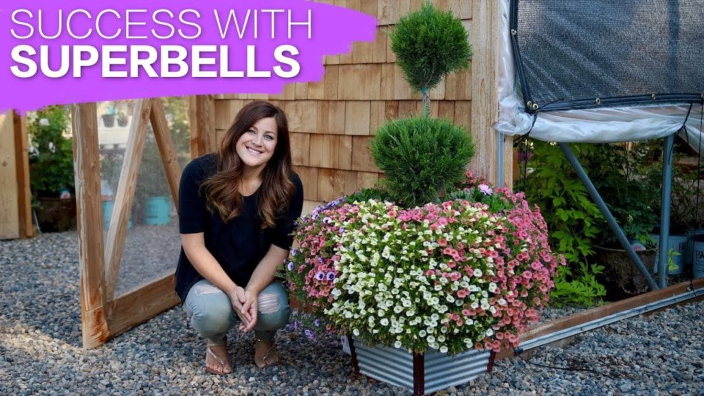 Garden Answer: How to Have Success With Superbells // Garden Answer How to Have Success With Superbells // Garden Answer