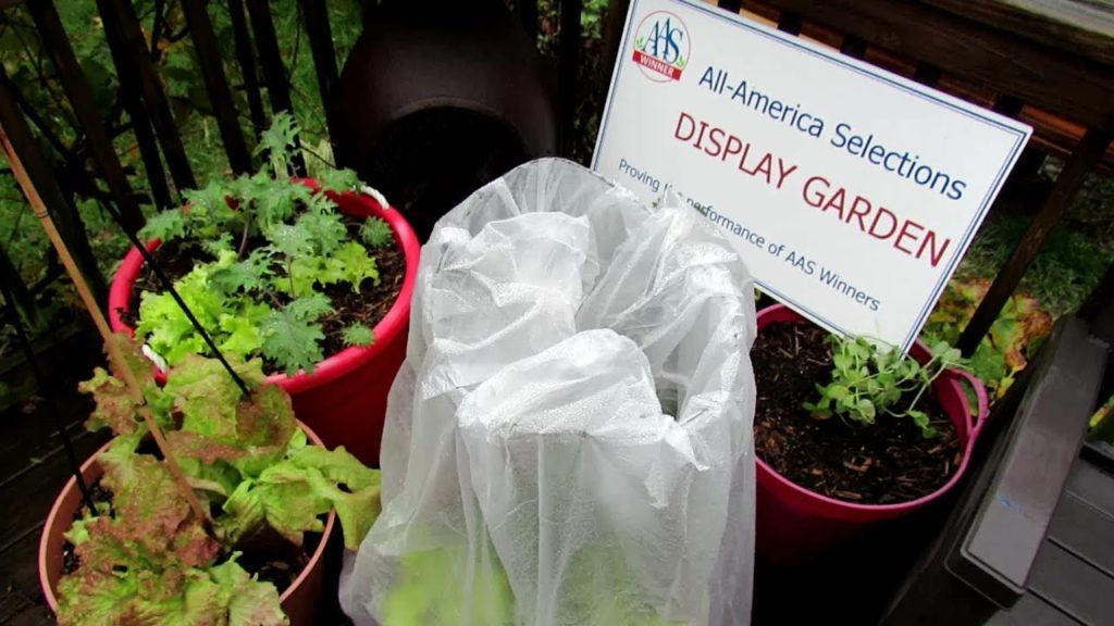 All-America Selections Flowers & Vegetables: How to Make a Container Mini Greenhouse – Frost Protection: AAS Quick Gardening TIps How to Make a Container Mini Greenhouse - Frost Protection: AAS Quick Gardening TIps