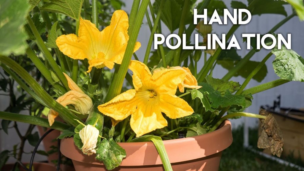 California Gardening: How to pollinate zucchini, squash, cucumber, pumpkin for huge yields How to pollinate zucchini, squash, cucumber, pumpkin for huge yields
