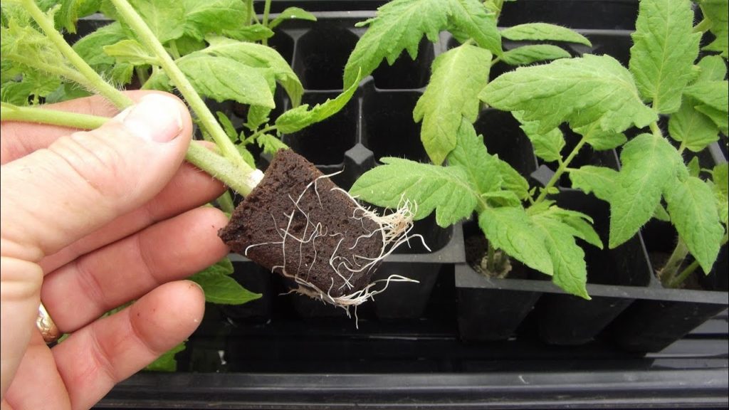 How to Root / Clone Tomato Suckers Using Growplugs