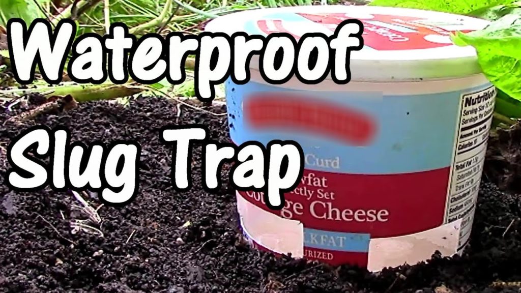 2 Min. Tip: How to Make a Cheap Waterproof Slug Trap (DIY Slug Trap)