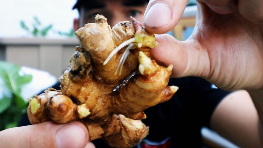 Ginger Growing from Store-Bought Ginger Roots!