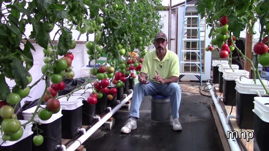 mhpgardener: Greenhouse Pollination without Bees Greenhouse Pollination without Bees