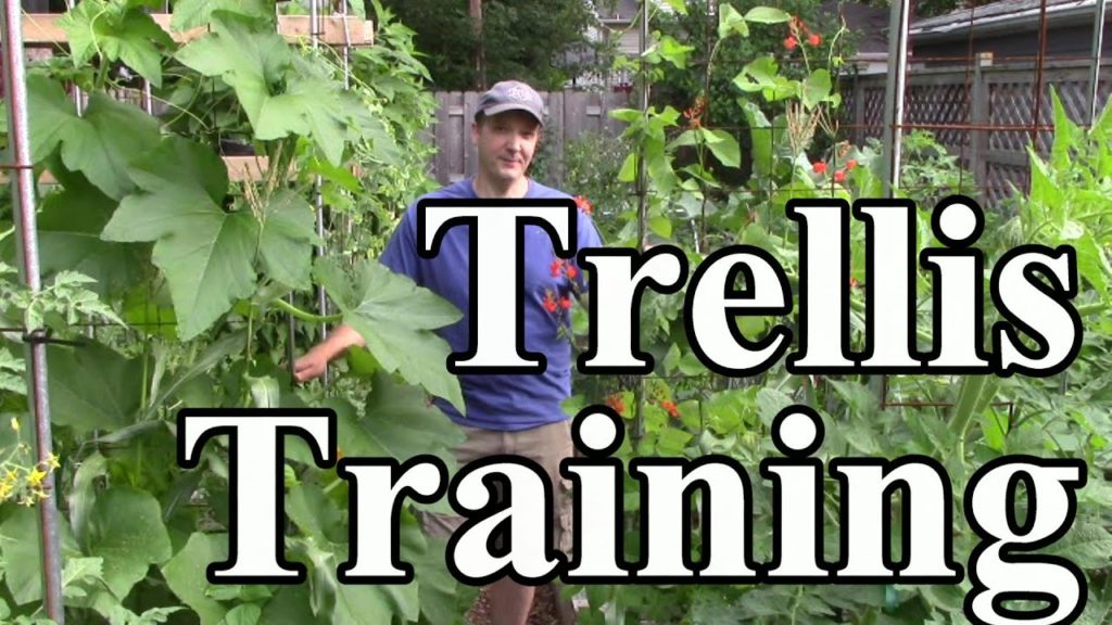 2 Min. Tip: How We Train Crops Up Trellises (Vertical Gardening)