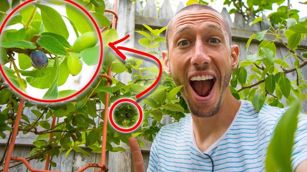 My Hidden RARE Fruit HONEYBERRIES, HASKAP BERRY!