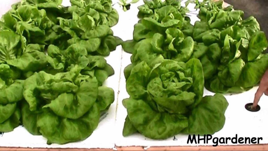 Easy Hydroponics - Anybody Can Do This