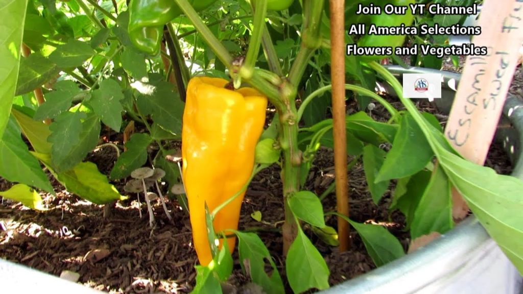 The Escamillo Pepper (AAS Winner) Profile: Taste & Container Perfect-: 'The Proof is in the Plant'