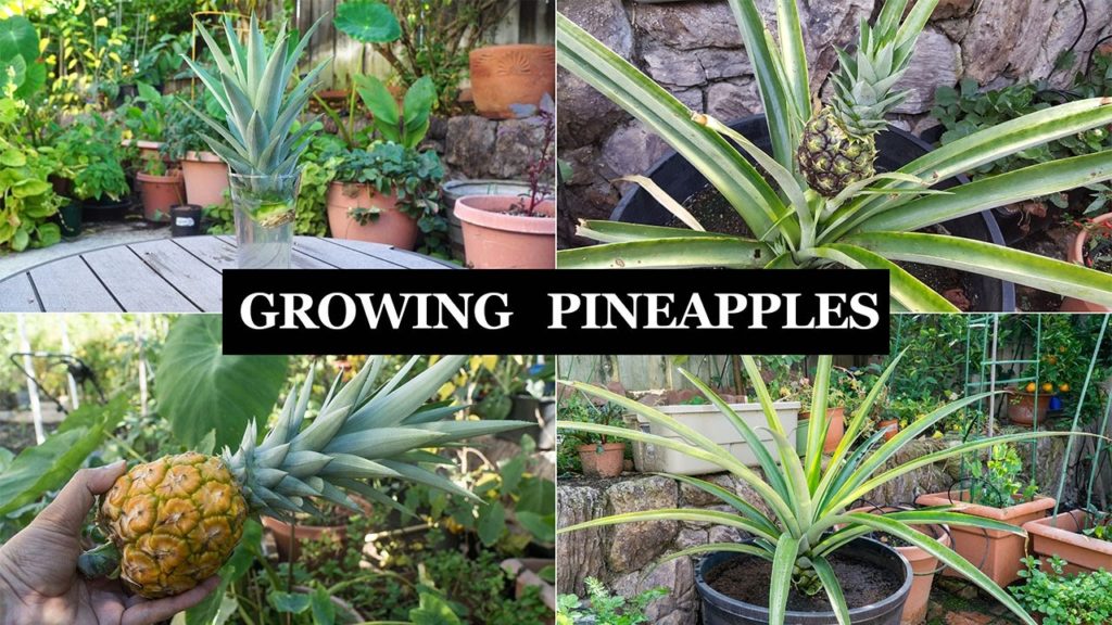 California Gardening: The Joy Of Growing Pineapples – How To Grow Pineapple Plants In Containers The Joy Of Growing Pineapples - How To Grow Pineapple Plants In Containers
