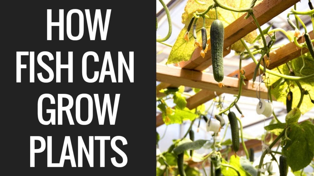 492lb of Cucumbers in 4 Weeks?! Aquaponics Greenhouse Tour