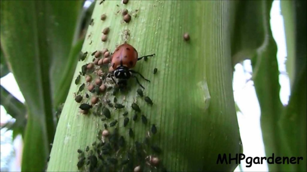 Beneficial Insects in Action - Ladybugs and Parasitic Wasps