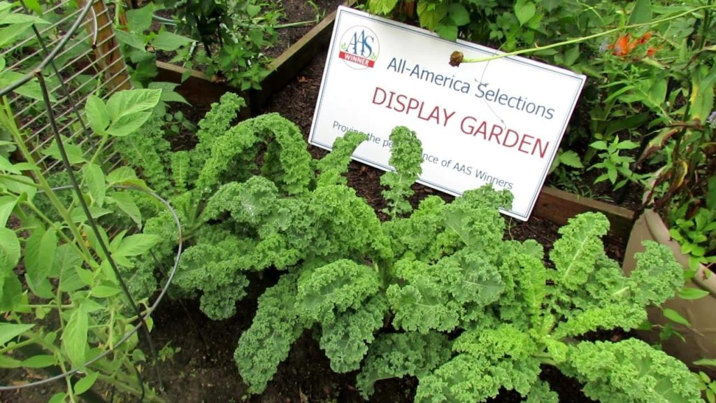 Introducing 'Prizm' Kale a Compact Kale Variety: Flower  & Vegetable Profiles