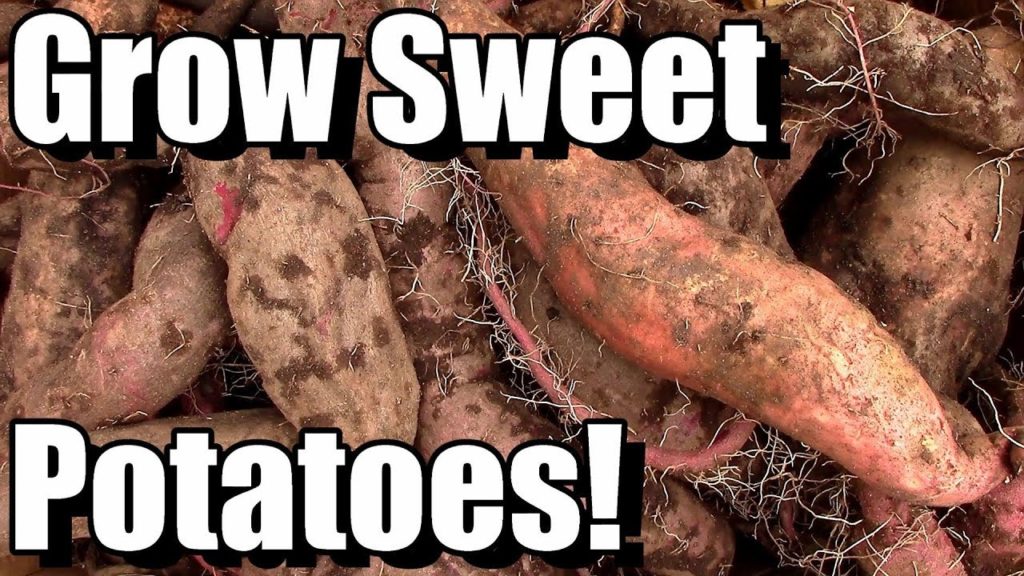 One Yard Revolution: How to Grow, Cure, and Store Sweet Potatoes How to Grow, Cure, and Store Sweet Potatoes