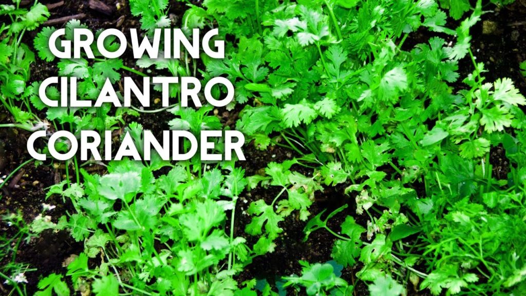How to grow Cilantro or Coriander or Chinese Parsley