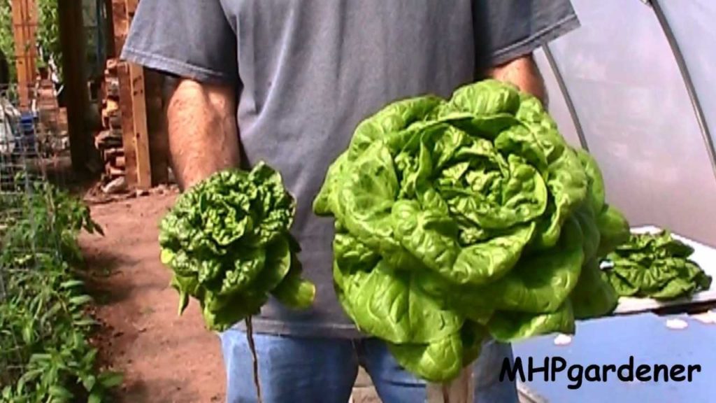 Final Results - Hydroponic Fertilizer Experiment