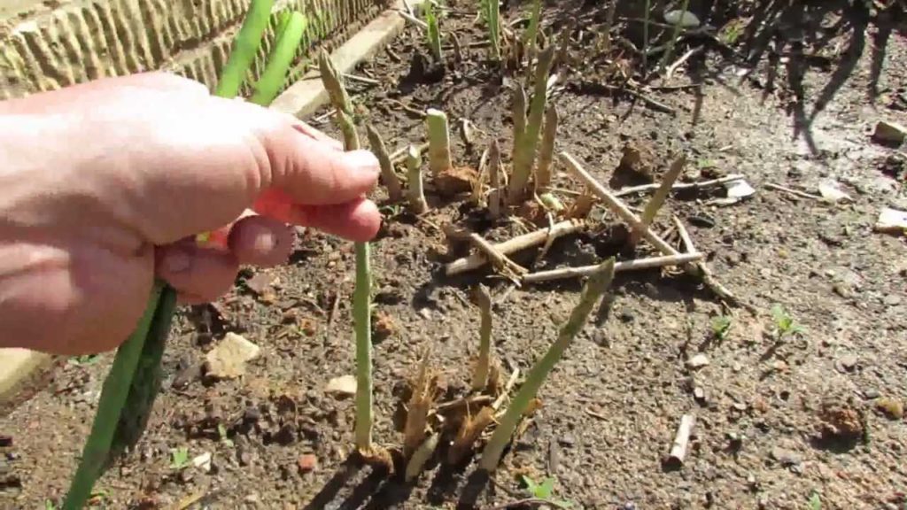 Gary Pilarchik: Basic Asparagus Growing Information: It's a Perrenial in Zones 4-9 – The Rusted Garden 2013 Basic Asparagus Growing Information: It's a Perrenial in Zones 4-9 - The Rusted Garden 2013