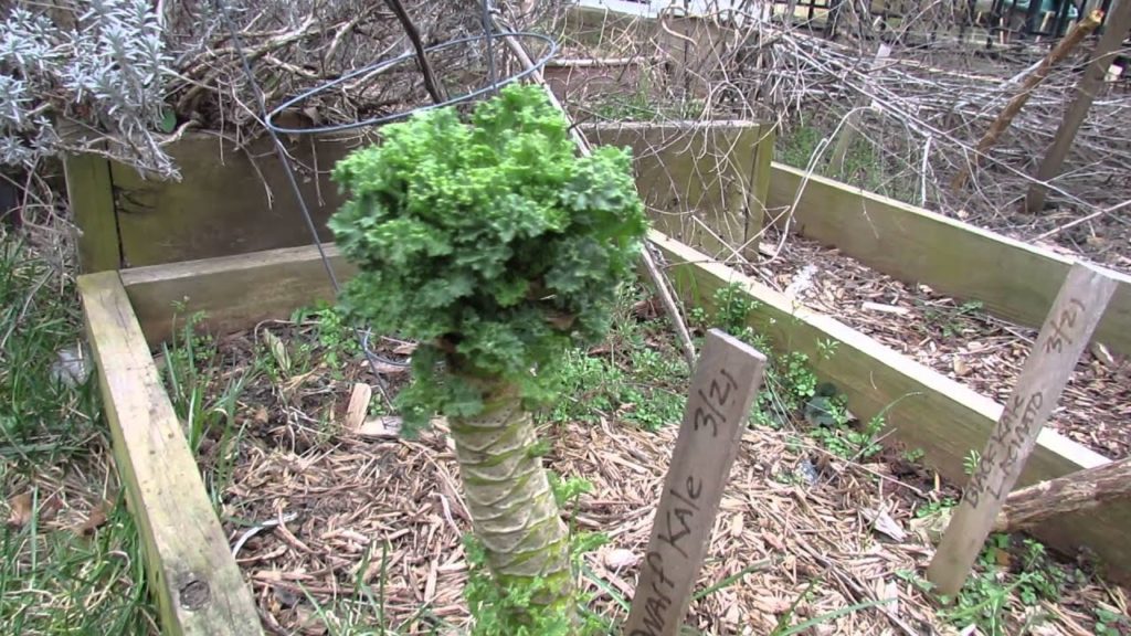 MFG 2016: Kale is a Biennial Vegetable - Cut Old Kale Back in the Spring and it Can Regrow