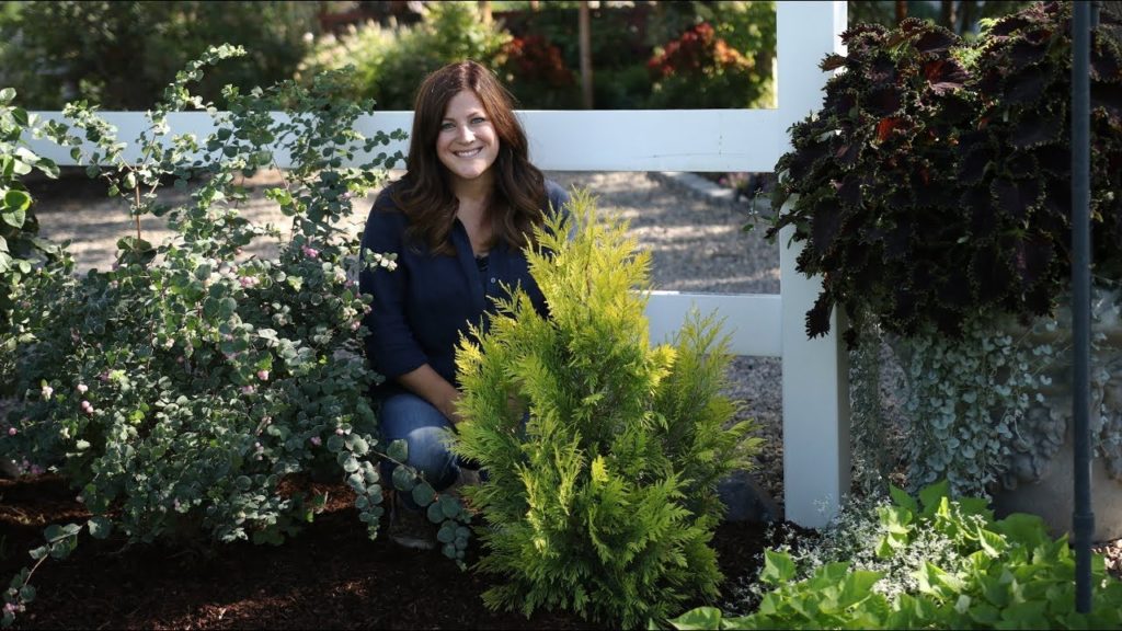 Planting a Fluffy Arborvitae 🌲💛 // Garden Answer
