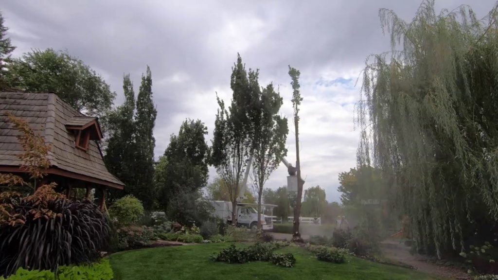 Garden Answer Highlights: Oak Trees Being Removed and Stumps Ground Out! π² Oak Trees Being Removed and Stumps Ground Out! π²