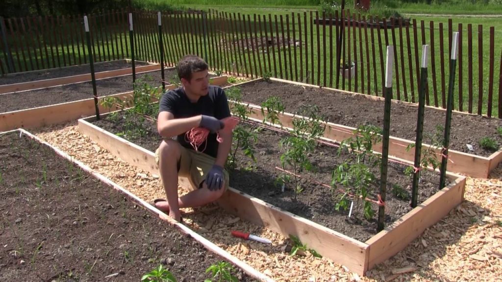 How to Florida Weave Tomatoes