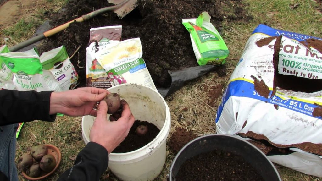How to Start Grocery Store Potatoes in 5 Gallon Buckets: Easy! - MFG 2014