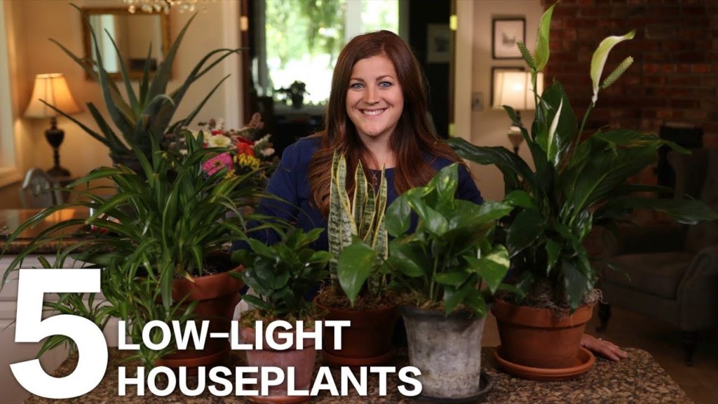 Garden Answer: 5 Low-Light Houseplants 🌿 // Garden Answer 5 Low-Light Houseplants 🌿 // Garden Answer