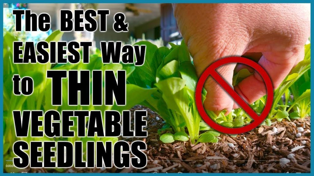 The BEST and EASIEST Way to Thin Vegetable Seedlings