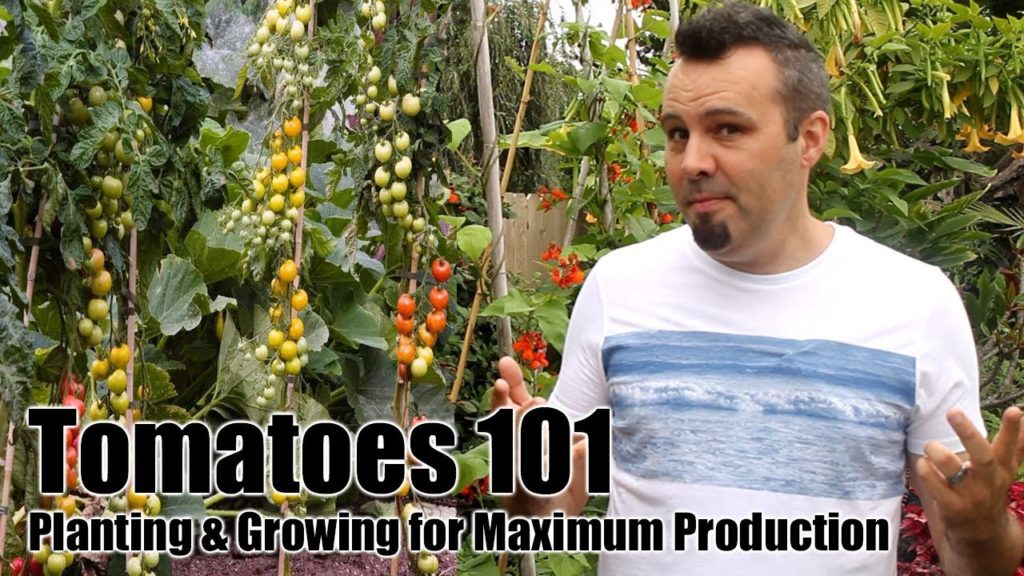 How to Plant and Grow Tomatoes for Maximum Production