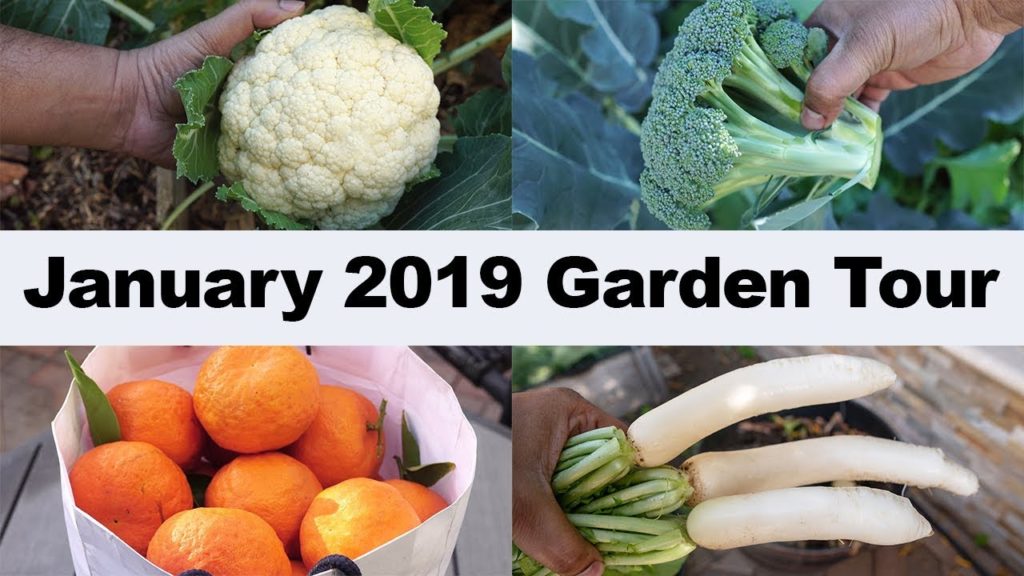 California Garden – January 2019 Garden Tour – Gardening Tips, Harvests & More! California Garden - January 2019 Garden Tour - Gardening Tips, Harvests & More!