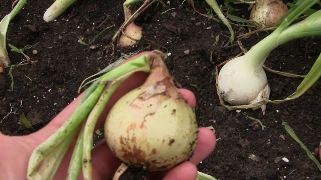 MIgardener: Harvesting Onions & How To Tell When They Are Ready To Be Harvested Harvesting Onions & How To Tell When They Are Ready To Be Harvested