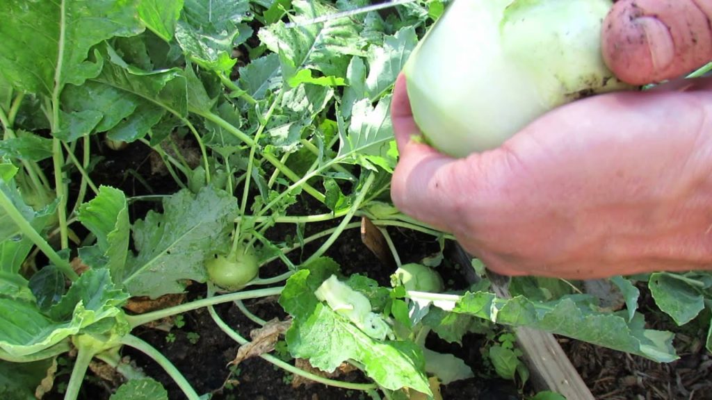 Gary Pilarchik: When to Harvest Kohlrabi: At About 60ish Days – MFG 2014 When to Harvest Kohlrabi: At About 60ish Days - MFG 2014